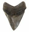 Brown, Fossil Megalodon Tooth - Georgia #89003-2